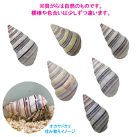 イトヒキマイマイの貝殻(殻口:15mm-17mm)