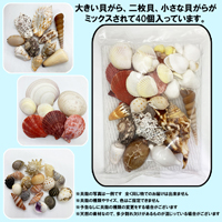 貝殻(貝がら)セット40個　シェルミックス