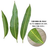 マンゴーの生葉 (1枚)