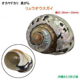 リュウオウスガイの貝殻(殻口:28mm-30mm)