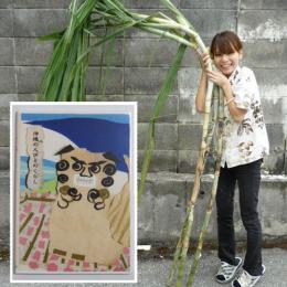 【送料無料】そのまんまサトウキビ+沖縄の人々のくらしDVDセット