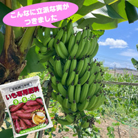 いも専用肥料2kg　バナナ苗の肥料としてもお使いいただけます