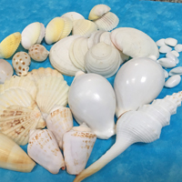 貝殻(貝がら)セット　白色系　40個入 シェルミックス