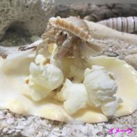 オカヤドカリ用おやつ　やどせん&ふわり&ぽっぷん