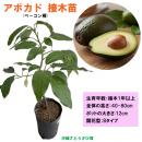 アボカド苗(ベーコン種)　接木　1年以上苗　12cmポット　開花型　Bタイプ　|野菜苗 熱帯果樹 南