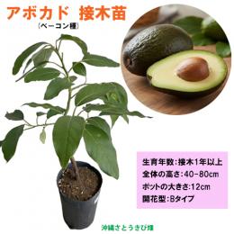 アボカド苗(ベーコン種)　接木　1年以上苗　12cmポット　開花型　Bタイプ　|野菜苗 熱帯果樹 南
