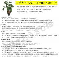 アボカド苗(ベーコン種)　接木　1年以上苗　12cmポット　開花型　Bタイプ　|野菜苗 熱帯果樹 南