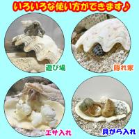 シャコガイ(シャコ貝)　小サイズ