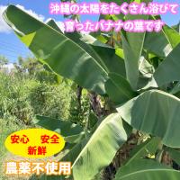 沖縄県産　バナナの葉　大サイズ(8枚)