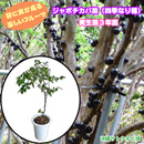 ジャボチカバ苗(四季なり種)実生苗　3年苗