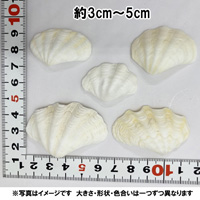 天然　シャコガイの貝殻(シャコ貝)　ミニサイズ　約3cm～5cm
