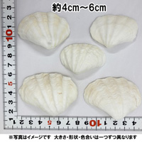 天然　シャコガイの貝殻(シャコ貝)　ミニサイズ　約4cm～6cm