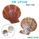 天然　ヒオウギ貝(5cm-7cm)
