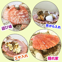 天然　ヒオウギ貝(5cm-7cm)