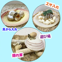 天然　二枚貝(ツキガイ)　小サイズ