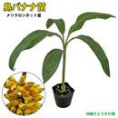 沖縄 島バナナ (メリクロン) ポット苗