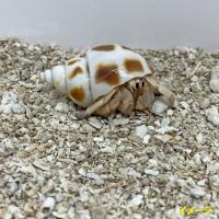 【B級品】安心安全　国内産　沖縄の砂　サンゴ砂　1kg