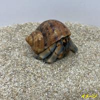 【B級品】安心安全　国内産　沖縄の砂　パウダー砂　1kg