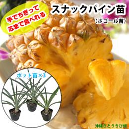 スナックパイン苗(ボゴール苗)ポット苗【パイナップル】×3鉢
