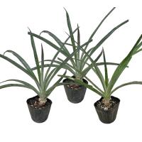 スナックパイン苗(ボゴール苗)ポット苗【パイナップル】×3鉢