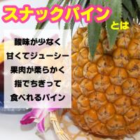 スナックパイン苗(ボゴール苗)ポット苗【パイナップル】×3鉢