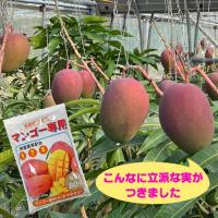 マンゴー苗　専用肥料1.5kg