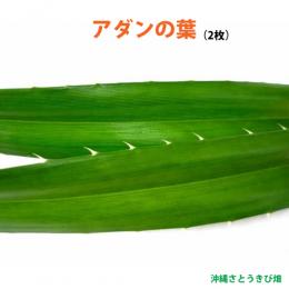 アダンの生葉 (2枚入)　|草編み 葉編み かご編み 指ハブ 民具 アダン葉編み アダン葉