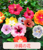 沖縄の花,ポット苗,野菜苗,植物苗,観賞用苗