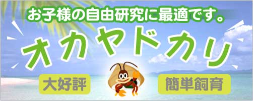 お子様の自由研究に最適です。　オカヤドカリ