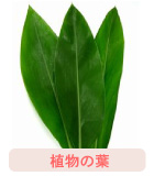 葉