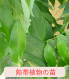 貝殻