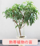苗