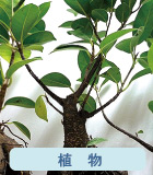 オカヤド植物