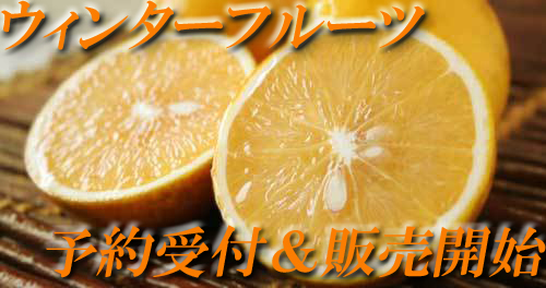 ウィンターフルーツ販売＆予約受付開始！