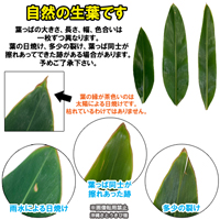 沖縄産　月桃の葉30枚セット(洗浄済)