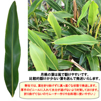 沖縄産　月桃の葉30枚セット(未洗浄)