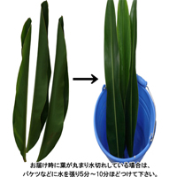 沖縄産　月桃の葉20枚セット(洗浄済)