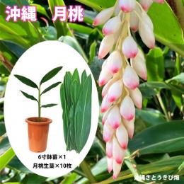 月桃(ゲットウ)6寸鉢苗と月桃の生葉(未洗浄)10枚セット　|沖縄 サンニン ハーブ ショウガ科 化