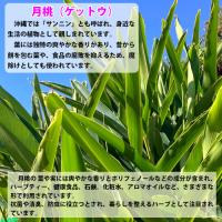 月桃(ゲットウ)6寸鉢苗と月桃の生葉(未洗浄)10枚セット　|沖縄 サンニン ハーブ ショウガ科 化