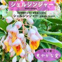 月桃(ゲットウ)6寸鉢苗と月桃の生葉(未洗浄)10枚セット　|沖縄 サンニン ハーブ ショウガ科 化