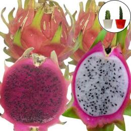 ドラゴンフルーツ苗　挿木苗紅白セット 小サイズ