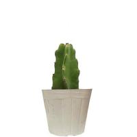 ドラゴンフルーツ苗　(白実)　挿木苗　小サイズ