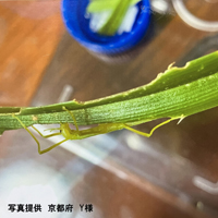 ナナフシ用　アダンの葉　新芽(5cm～10cm) 17枚