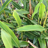 沖縄産　月桃の葉100g　(カット済み) 