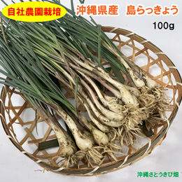 自社農園栽培　沖縄県産　島らっきょう　100g
