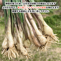 自社農園栽培　沖縄県産　島らっきょう　100g