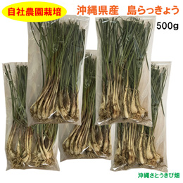 自社農園栽培　沖縄県産　島らっきょう　500g