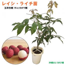 レイシ・ライチ苗　玉荷包種(ギョッカホウ種)取木苗