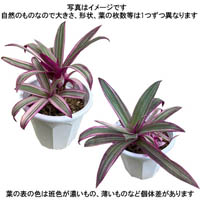 ムラサキオモト苗