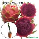 ドラゴンフルーツ苗　大サイズ　(赤実)　6号鉢